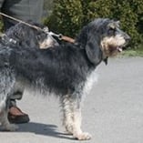 griffon nivernais